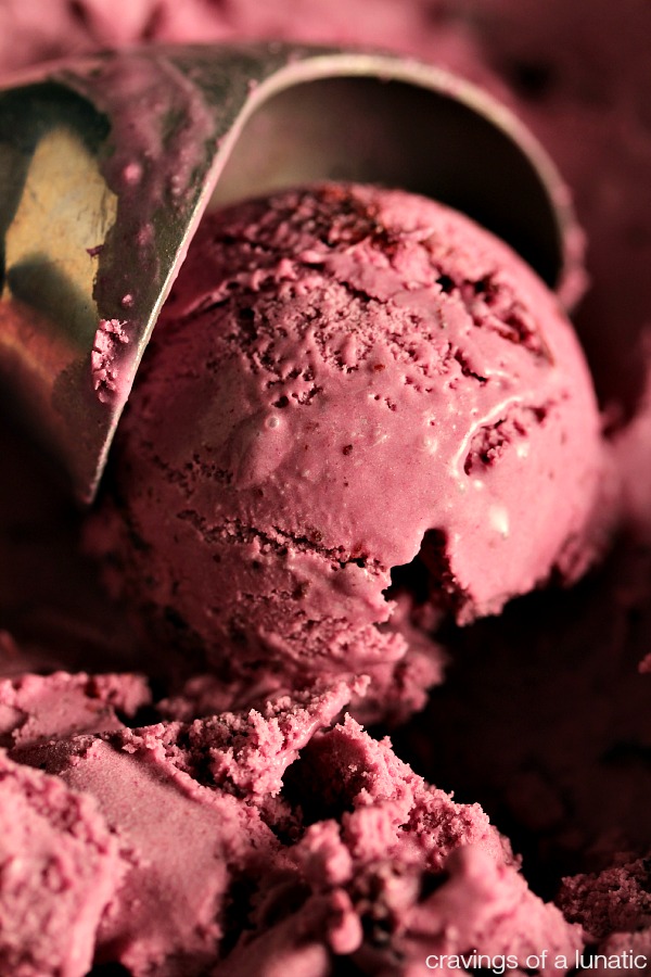Roasted blueberry cheesecake ice cream close up image of it being scooped with a metal ice cream scoop. 