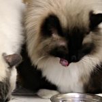 New Meow Mix Bistro Dry Cat Food  and Why I'm a Cat Obsessed