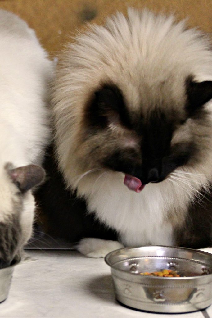 seal mitted ragdoll cat named Castiel enjoying his Meow Mix Bistro