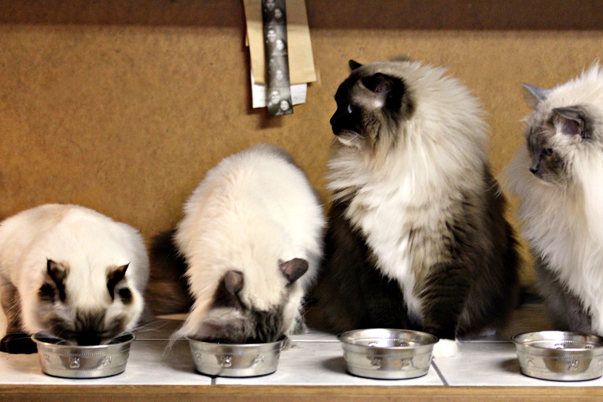 Dixon, Spike, Castiel, and Spark enjoying their Meow Mix! Get the recipe for Cat-Friendly Banana Meowsicles on cravingsofalunatic.com @CravingsLunatic