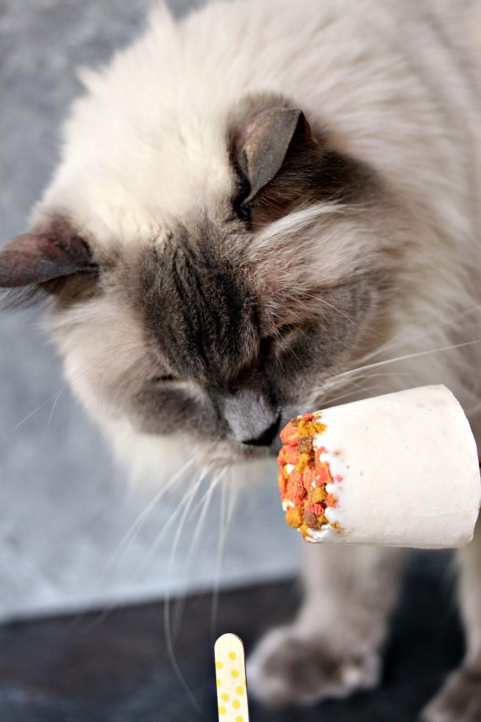 blue colorpoint ragoll named Spike enjoying his Cat-Friendly Banana Meowsicles cat treats 